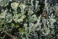 Attēlu rezultāti vaicājumam “Cladonia pyxidata”