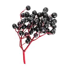 Attēlu rezultāti vaicājumam “Sambucus nigra fruit”