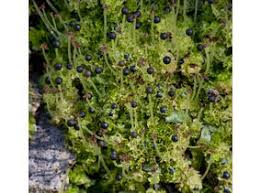 Attēlu rezultāti vaicājumam “Fossombronia wondraczekii sporophyte”