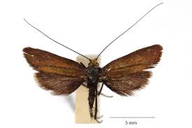 Attēlu rezultāti vaicājumam “Adela cuprella”