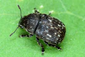 Attēlu rezultāti vaicājumam “Anthribus nebulosus”