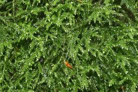 Attēlu rezultāti vaicājumam “Isothecium myosuroides sporophyte”