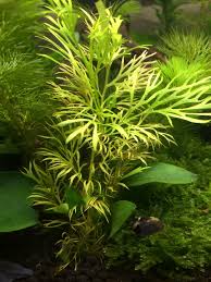 「扭蘭」的圖片搜尋結果