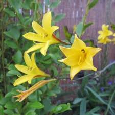 Attēlu rezultāti vaicājumam “Hemerocallis lilioasphodelus flower”