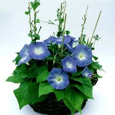 Image result for Ipomoea Heavenly Blue