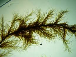 Attēlu rezultāti vaicājumam “Warnstorfia exannulata”