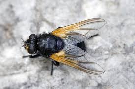 Attēlu rezultāti vaicājumam “Mesembrina meridiana”