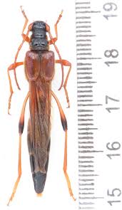 Attēlu rezultāti vaicājumam “Necydalis major”