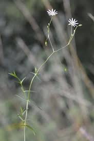Attēlu rezultāti vaicājumam “Stellaria graminea”