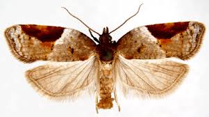 Attēlu rezultāti vaicājumam “Acleris laterana”