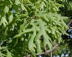 Attēlu rezultāti vaicājumam “Quercus”