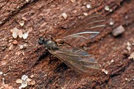 Attēlu rezultāti vaicājumam “Sciaridae”