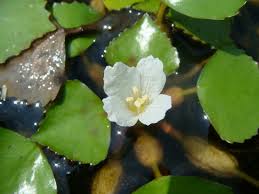 Attēlu rezultāti vaicājumam “Trapaceae”