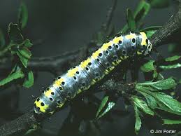 Attēlu rezultāti vaicājumam “Diloba caeruleocephala larva”