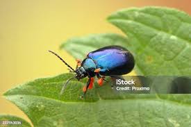 Attēlu rezultāti vaicājumam “Anastrangalia sanguinolenta female”