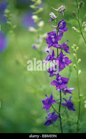 Attēlu rezultāti vaicājumam “Consolida regalis bud”