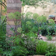 Image result for Angelica archangelica