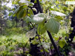 Attēlu rezultāti vaicājumam “Leptidea sinapis underside”