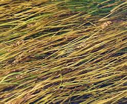 Attēlu rezultāti vaicājumam “Stuckenia filiformis flower”