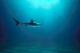 Image result for Carcharhinus limbatus