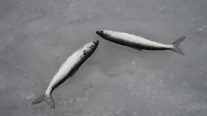 Image result for Coregonus albula