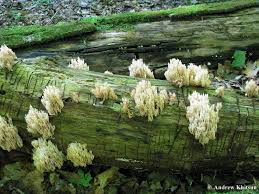 Attēlu rezultāti vaicājumam “Clavicorona pyxidata”