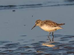 Attēlu rezultāti vaicājumam “Calidris falcinellus”
