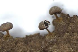 Attēlu rezultāti vaicājumam “Diderma radiatum plasmodium”