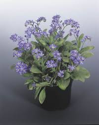 Attēlu rezultāti vaicājumam “Myosotis”