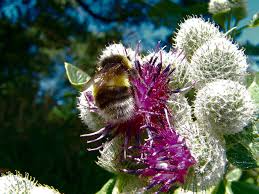 Attēlu rezultāti vaicājumam “Arctium tomentosum leaf”