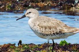 Attēlu rezultāti vaicājumam “Calidris canutus”