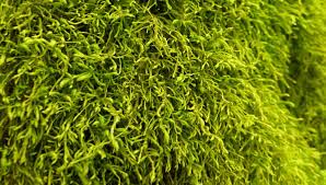 Attēlu rezultāti vaicājumam “Anomodon attenuatus”