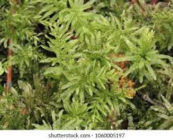 Attēlu rezultāti vaicājumam “Ptilium crista-castrensis”