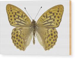 Attēlu rezultāti vaicājumam “Argynnis paphia underside”