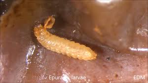 Attēlu rezultāti vaicājumam “Epuraea sp.”