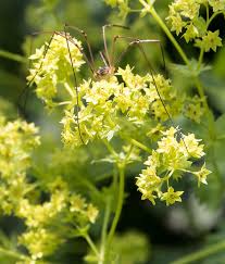 Image result for Frauenmantel