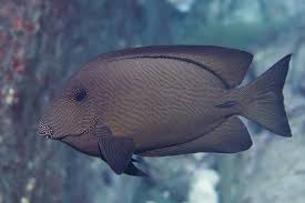 Image result for Ctenochaetus hawaiiensis