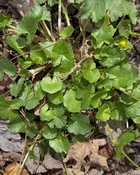 Attēlu rezultāti vaicājumam “Callitriche verna leaf”