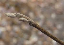 Attēlu rezultāti vaicājumam “Hamamelis vernalis bud”