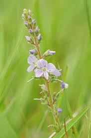 Attēlu rezultāti vaicājumam “Veronica officinalis flower”