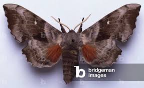 Attēlu rezultāti vaicājumam “Laothoe populi”