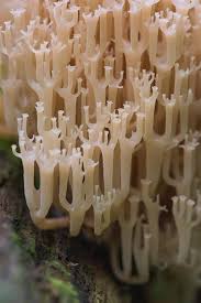 Attēlu rezultāti vaicājumam “Clavicorona pyxidata”