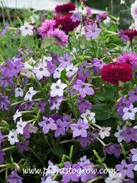 Image result for Nicotiana x sanderae