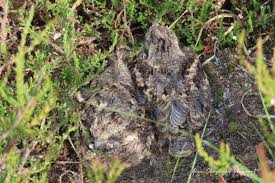 Attēlu rezultāti vaicājumam “Caprimulgus europaeus nest”