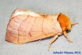 Attēlu rezultāti vaicājumam “Notodontidae”