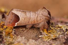 Attēlu rezultāti vaicājumam “Clostera curtula”