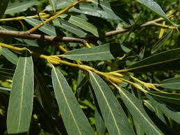 Attēlu rezultāti vaicājumam “Salix purpurea”