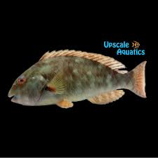 Image result for Sparisoma rubripinne