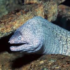 Image result for Muraena helena