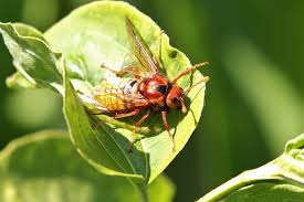 Attēlu rezultāti vaicājumam “Cimbex luteus”